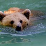 Wann erwachen Bären aus dem Winterschlaf? - Ein Überblick