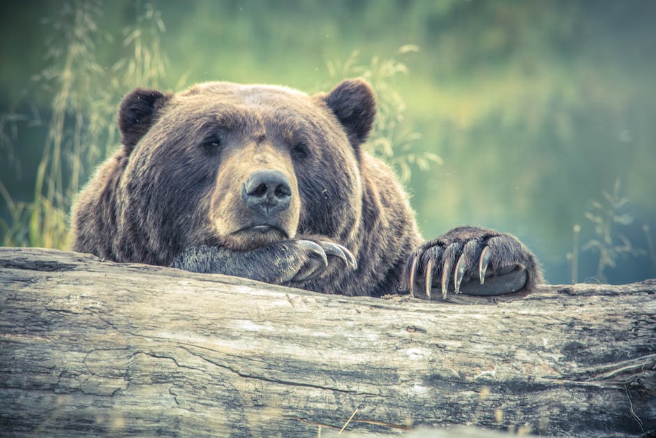  Tipps für das richtige Verhalten bei Begegnung mit Bären