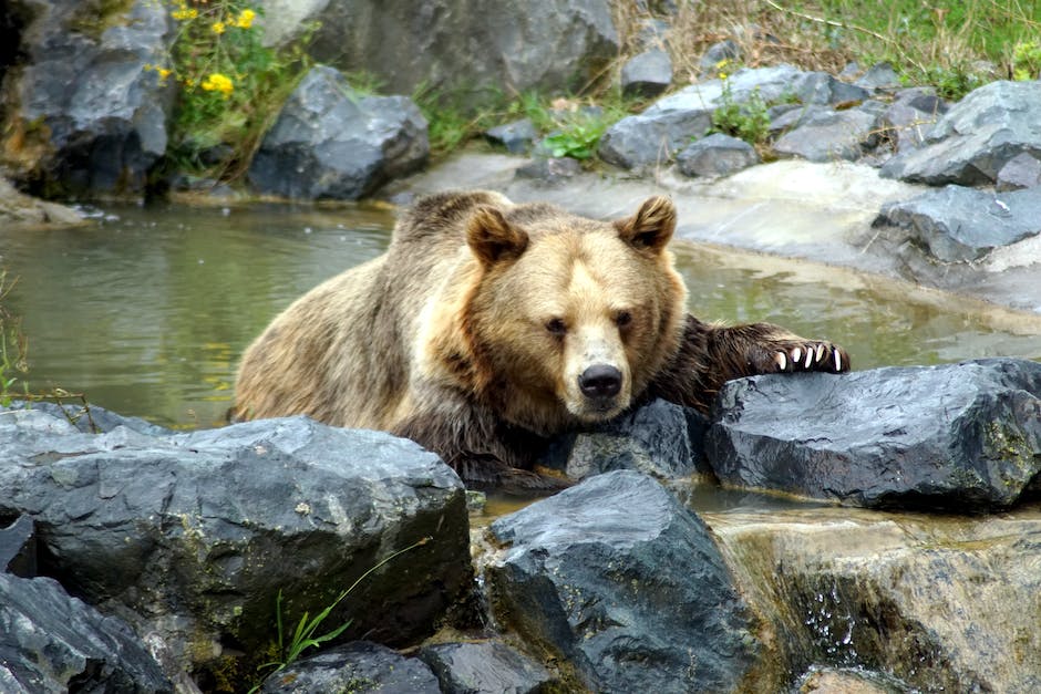  Tipps für Handeln bei Begegnung mit einem Bären
