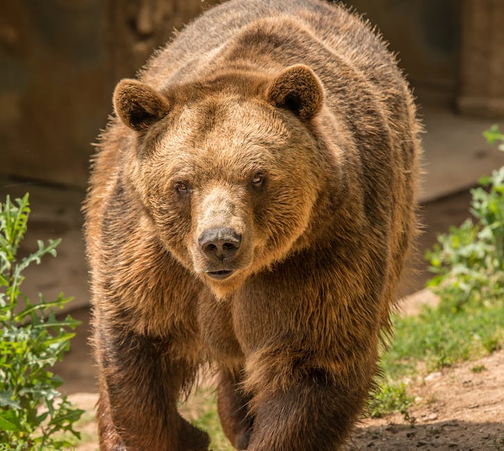  Bär abwehren: Tipps zum Schutz vor wilden Bären