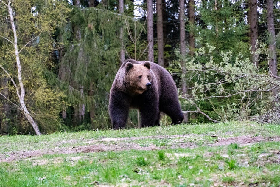  Anzahl der Bären in Deutschland