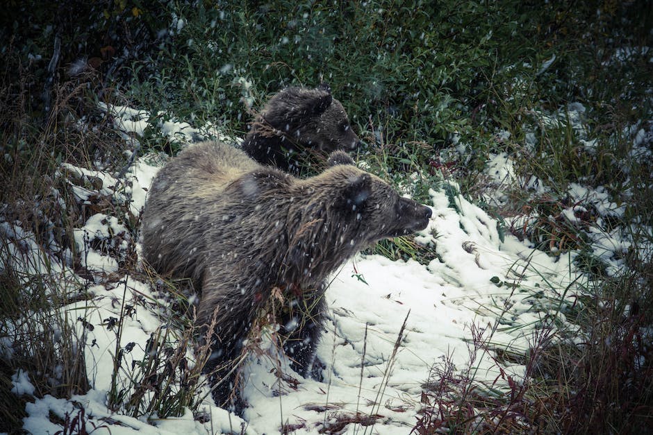  Anzahl der Bären in Russland